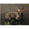 Image 2 : F34 $500 Taxidermy Certificate