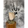 Image 3 : F34 $500 Taxidermy Certificate