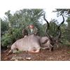 Image 4 : F39 7 Day South Africa Plains Game Safari for Two Hunters includes Three Animals