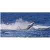 Image 5 : F40 6 Day Costa Rica Stay with Two Full Days Ocean Fishing for Two Anglers plus Eco Touring