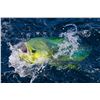 Image 6 : F40 6 Day Costa Rica Stay with Two Full Days Ocean Fishing for Two Anglers plus Eco Touring