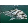 Image 9 : F40 6 Day Costa Rica Stay with Two Full Days Ocean Fishing for Two Anglers plus Eco Touring