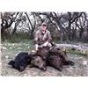 Image 1 : F51 2 Day Texas Feral Hog Hunt for Two Hunters includes Unlimited Hogs