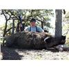 Image 2 : F51 2 Day Texas Feral Hog Hunt for Two Hunters includes Unlimited Hogs