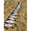 Image 4 : S10 2 Day Minnesota Guided Waterfowl Hunt for One Hunter