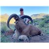 Image 4 : S14 4 Day West Texas Free Range Aoudad Hunt for One Hunter
