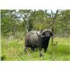 Image 1 : S22 7 Day Tanzania Cape Buffalo Selous Safari for One Hunter