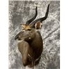 Image 4 : S26 $500 Taxidermy Certificate