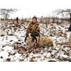 Image 3 : S38 1 Day Minnesota Trophy Ram Hunt for One Hunter