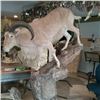 Image 1 : S42 $500 Taxidermy Certificate