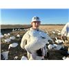 Image 1 : F53 3 Day North Dakota Spring Snow Goose Hunt for 2 Hunters