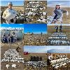 Image 2 : F53 3 Day North Dakota Spring Snow Goose Hunt for 2 Hunters