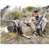 Image 6 : NEW ZEALAND HUNT FOR TWO HUNTERS IN PURSUIT OF RED STAG, GOAT AND RAM IN 2025, 2026 OR 2027