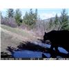 Image 9 : 2026 5-DAY, YOUTH, SELF-GUIDED ARCHERY OR RIFLE BLACK BEAR HUNT AT JACK CREEK PRESERVE, MONTANA