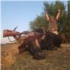 Image 1 : 5 DAY MANAGEMENT CAPE BUFFALO COW AND IMPALA HUNT IN SOUTH AFRICA