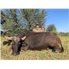 Image 2 : 5 DAY MANAGEMENT CAPE BUFFALO COW AND IMPALA HUNT IN SOUTH AFRICA