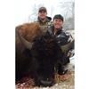 Image 1 : ONE MANAGEMENT BISON BULL OR HEIFER - MONTANA