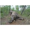Image 2 : 5-Day African Elephant Hunting Safari with Nhoro Safaris