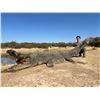Image 1 : 9 Day Crocodile and Sable Hunt with Inkulu Adventures