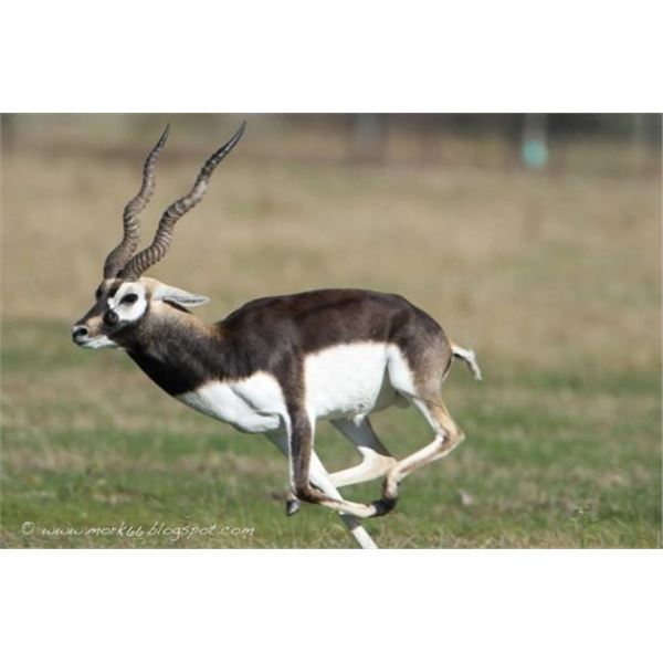 Black Buck Antelope Hunt and Dove Shooting Combo in Buenos Aires, Argentina for 2 hunters