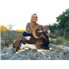 Image 3 : 3-Day, 2-Night Mouflon Hunt at the Famous Ox Ranch in Uvalde, Texas