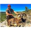 Image 5 : 3-Day, 2-Night Mouflon Hunt at the Famous Ox Ranch in Uvalde, Texas