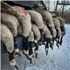 Image 1 : MICHIGAN – 1 DAY GOOSE HUNT FOR 3 HUNTER