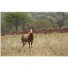 Image 2 : SOUTH AFRICA 7 DAY / 6 NIGHT SAFARI FOR 2 - IMPALA & 2 - BLESBUCK FOR 4 HUNTERS