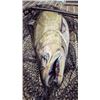 Image 4 : MICHIGAN – WALLEYE/TROUT/SALMON/PERCH FISHING CHARTER FOR THREE