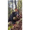 Image 2 : MICHIGAN – 3 DAY BLACK BEAR & 3 DAY BOBCAT HUNT WITH HOUNDS FOR 1 HUNTER