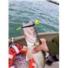 Image 2 : MICHIGAN – DETROIT RIVER WALLEYE OR ST CLAIR RIVER STURGEON FISHING CHARTER FOR 3
