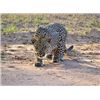Image 2 : SOUTH AFRICA – 7 DAY PHOTOGRAPHIC SAFARI FOR 2 WITH HUNT OPTION