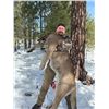 Image 3 : NEW MEXICO – 5 DAY / 6 NIGHT MOUNTAIN LION HUNT FOR 1 HUNTER