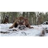 Image 6 : NEW MEXICO – 5 DAY / 6 NIGHT MOUNTAIN LION HUNT FOR 1 HUNTER