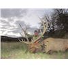 Image 3 : NEW MEXICO – 5 DAY GUN/6 DAY BOW ELK HUNT FOR 1 HUNTER