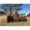 Image 1 : MICHIGAN – 1 DAY BUFFALO BULL HUNT FOR ONE HUNTER AND ONE OBSERVER
