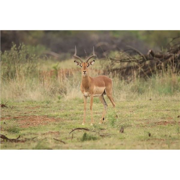 SOUTH AFRICA – 7 DAY SAFARI FOR ZEBRA, IMPALA, & BLESBUCK FOR 2 HUNTERS & 2 OBSERVERS