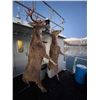 Image 2 : ALASKA – 6 DAY SITKA BLACK TAIL DEER HUNT FOR 3 HUNTERS