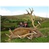 Image 2 : SCOTLAND – 7 DAY RIFLE HUNT PACKAGE FOR A RED STAG FOR 1 HUNTER