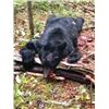 Image 3 : MICHIGAN – 3 DAY BLACK BEAR HUNT FOR ONE HUNTER