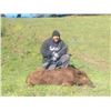 Image 3 : ONE DAY WILD HOG OR TURKEY HUNT FOR ONE HUNTER IN NORTHERN CALIFORNIA FOR ADULT OR YOUTH, 2025 ONLY