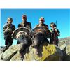 Image 6 : ONE DAY WILD HOG OR TURKEY HUNT FOR ONE HUNTER IN NORTHERN CALIFORNIA FOR ADULT OR YOUTH, 2025 ONLY