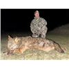 Image 1 : WOLF HUNT FOR 2 HUNTERS OR 1 HUNTER / 1 NON-HUNTER IN MACEDONIA