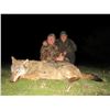 Image 4 : WOLF HUNT FOR 2 HUNTERS OR 1 HUNTER / 1 NON-HUNTER IN MACEDONIA