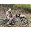 Image 5 : WOLF HUNT FOR 2 HUNTERS OR 1 HUNTER / 1 NON-HUNTER IN MACEDONIA