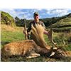 Image 6 : NEW ZEALAND RED STAG & FALLOW DEER HUNT