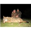 Image 4 : WOLF HUNT FOR 2 HUNTERS OR 1 HUNTER / 1 NON-HUNTER IN MACEDONIA