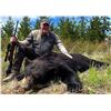Image 2 : BRITISH COLUMBIA BLACK BEAR HUNT FOR TWO HUNTERS, SIX DAYS