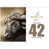 Image 2 : South Africa Cape Buffalo Hunt with Jannie Otto Safaris for 1 Hunter and 1 Observer   EXHIBITOR