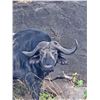 Image 3 : South Africa Cape Buffalo Hunt with Jannie Otto Safaris for 1 Hunter and 1 Observer   EXHIBITOR